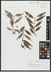 Foto von Salix alba L.